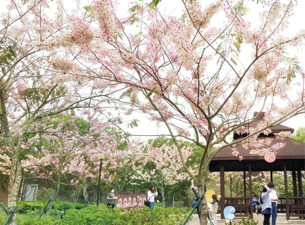 古坑服務區花旗木