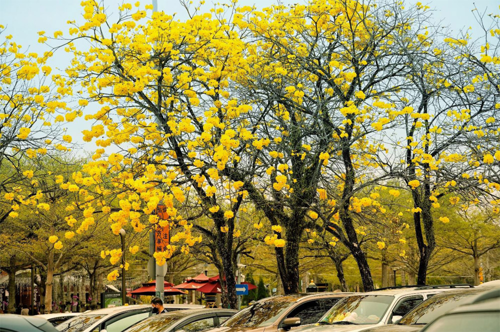 古坑服務區黃金風鈴木