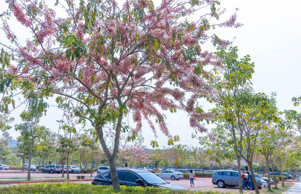 古坑服務區花旗木